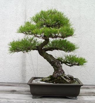 ������� :: ������ � penjing ���� 70