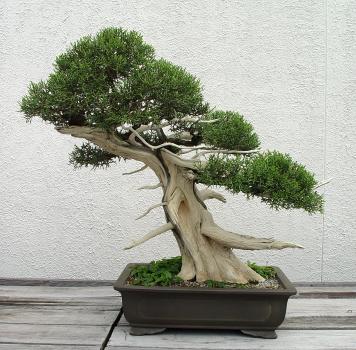 ������� :: ������ � penjing ���� 71