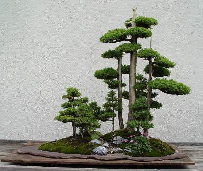 ������� :: ������ � penjing ���� 72