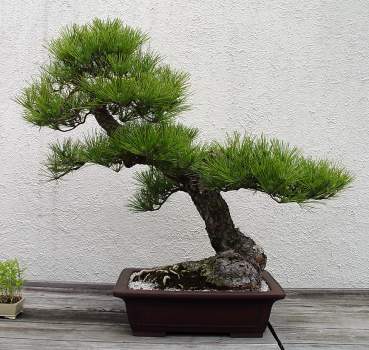 ������� :: ������ � penjing ���� 73