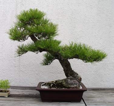 ������� :: ������ � penjing ���� 74