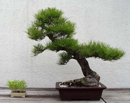������� :: ������ � penjing ���� 75