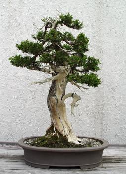 ������� :: ������ � penjing ���� 76