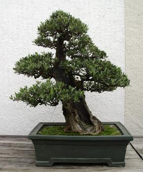 ������� :: ������ � penjing ���� 77