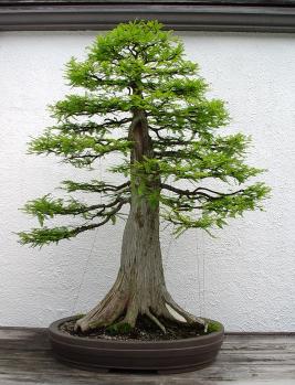 ������� :: ������ � penjing ���� 78