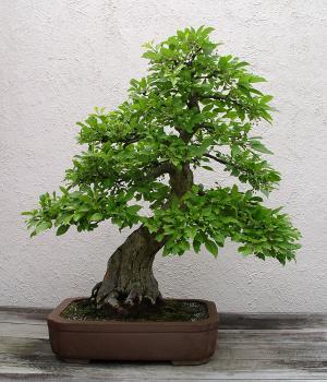 ������� :: ������ � penjing ���� 79