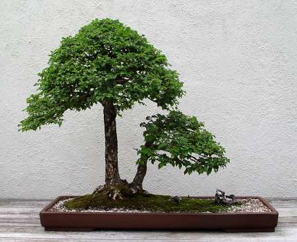 ������� :: ������ � penjing ���� 80