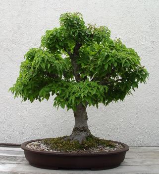 ������� :: ������ � penjing ���� 81