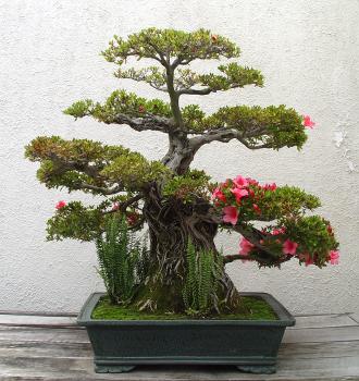 ������� :: ������ � penjing ���� 82