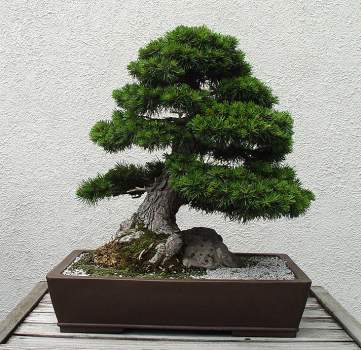 ������� :: ������ � penjing ���� 83