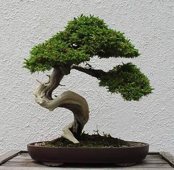 ������� :: ������ � penjing ���� 84