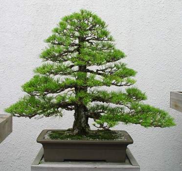 ������� :: ������ � penjing ���� 85