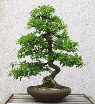 ������� :: ������ � penjing ���� 86