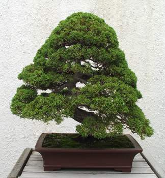 ������� :: ������ � penjing ���� 88