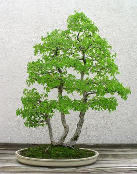 ������� :: ������ � penjing ���� 89