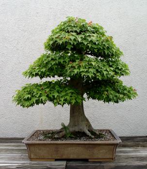 ������� :: ������ � penjing ���� 90