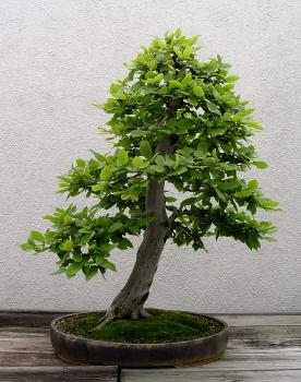 ������� :: ������ � penjing ���� 91