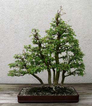 ������� :: ������ � penjing ���� 92