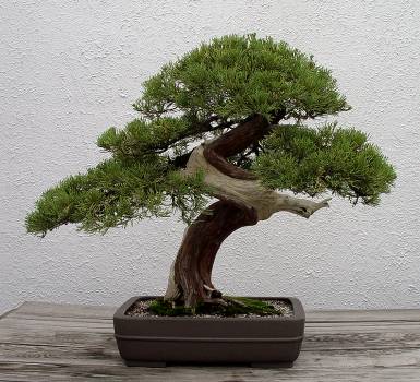 ������� :: ������ � penjing ���� 93