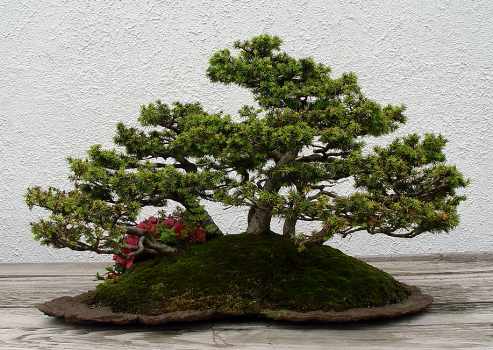 ������� :: ������ � penjing ���� 94