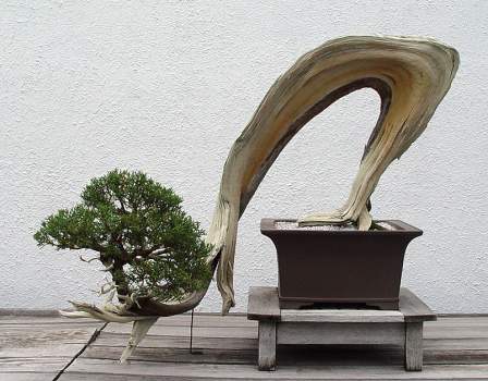 ������� :: ������ � penjing ���� 95