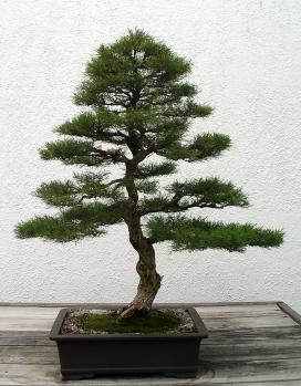 ������� :: ������ � penjing ���� 96