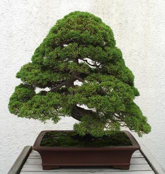 ������� :: ������ � penjing ���� 97