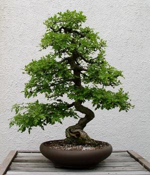 ������� :: ������ � penjing ���� 98