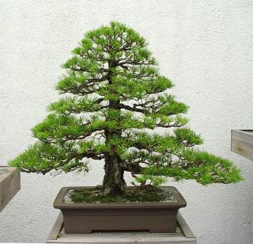 ������� :: ������ � penjing ���� 99