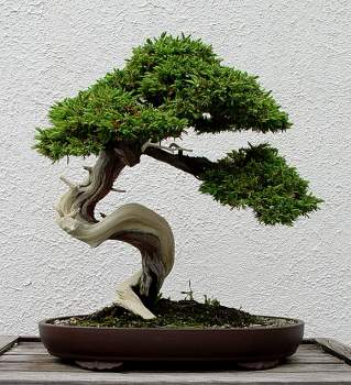 ������� :: ������ � penjing ���� 100