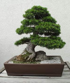 ������� :: ������ � penjing ���� 101