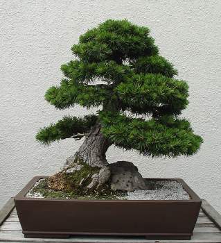 ������� :: ������ � penjing ���� 102