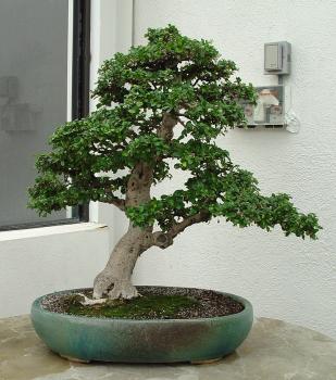 ������� :: ������ � penjing ���� 103