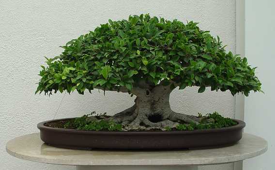 ������� :: ������ � penjing ���� 104