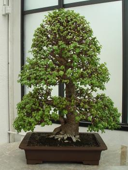 ������� :: ������ � penjing ���� 105