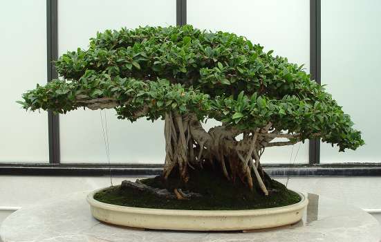 ������� :: ������ � penjing ���� 106