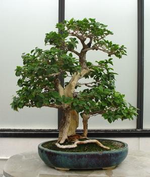 ������� :: ������ � penjing ���� 107