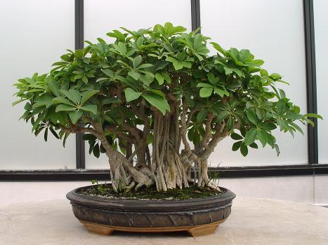 ������� :: ������ � penjing ���� 108