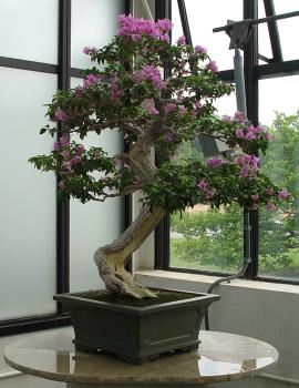 ������� :: ������ � penjing ���� 110