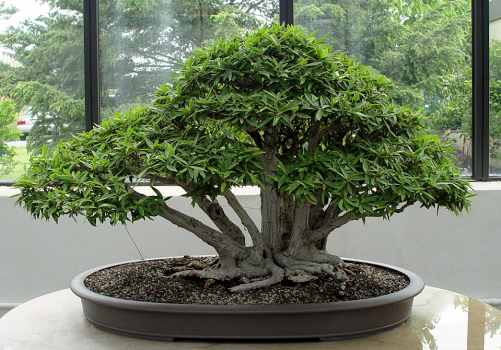 ������� :: ������ � penjing ���� 111
