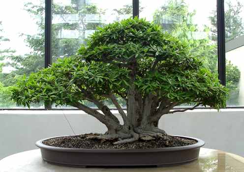 ������� :: ������ � penjing ���� 112