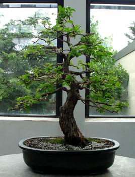 ������� :: ������ � penjing ���� 113