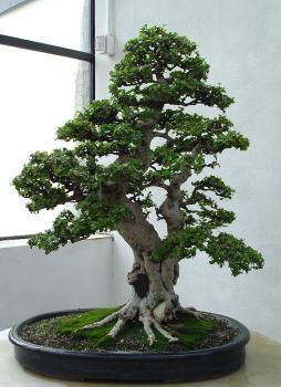 ������� :: ������ � penjing ���� 114