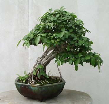 ������� :: ������ � penjing ���� 115