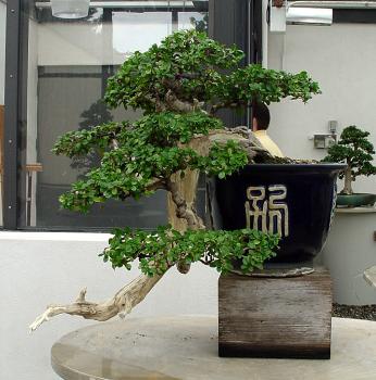 ������� :: ������ � penjing ���� 116