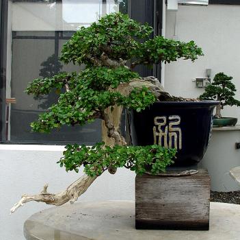 ������� :: ������ � penjing ���� 117