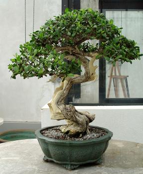 ������� :: ������ � penjing ���� 118
