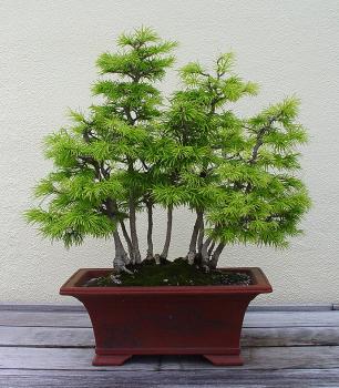 ������� :: ������ � penjing ���� 120