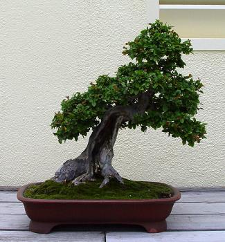 ������� :: ������ � penjing ���� 121