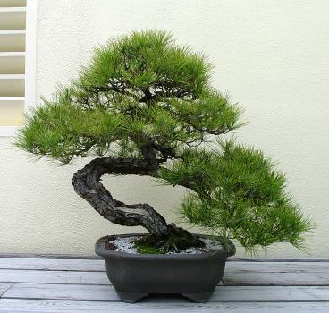 ������� :: ������ � penjing ���� 122